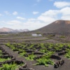 Winnice w La Geria, Lanzarote