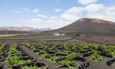 Winnice w La Geria, Lanzarote