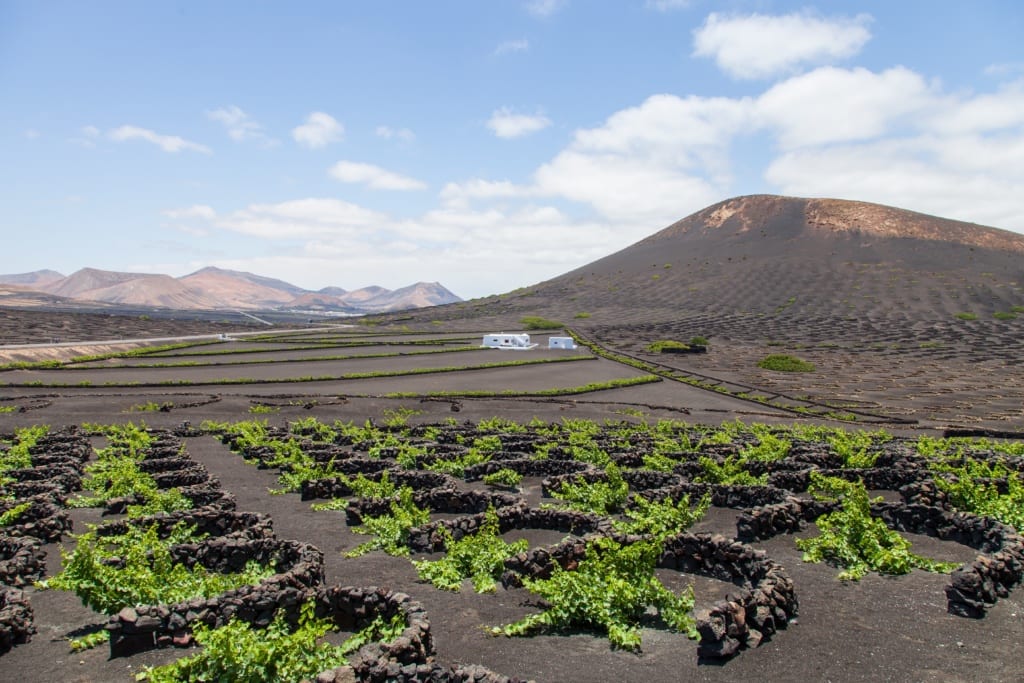 Winnice w La Geria, Lanzarote