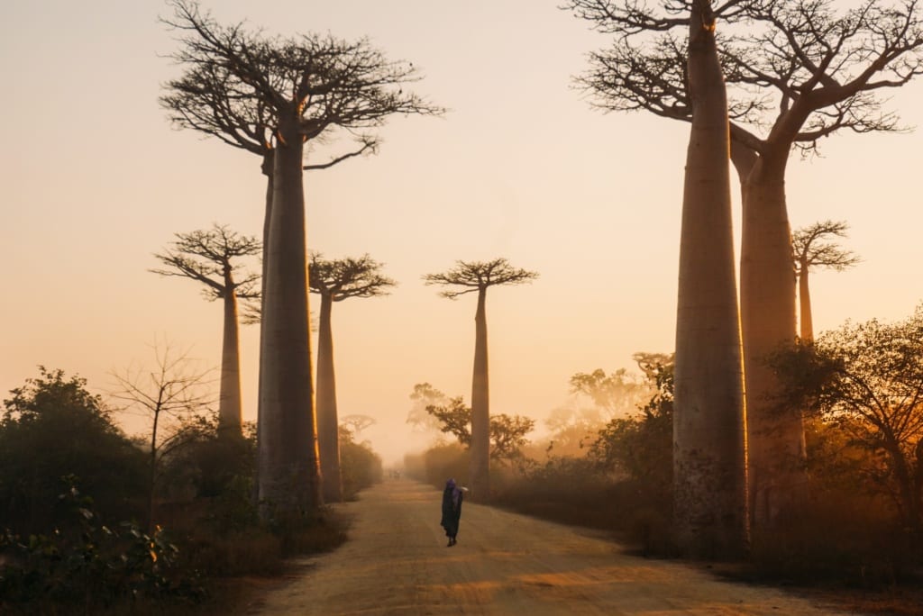 Z Madagaskaru do domów turystów podróżują nasiona baobabu, 