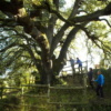Tysiącletni dąb ostrolistny Lecina, Europejskie Drzewo Roku 2021, fot. treeoftheyear