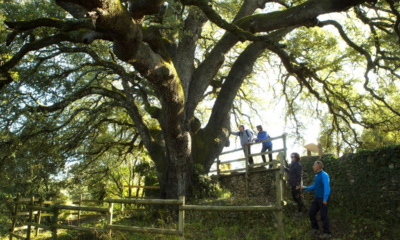 Tysiącletni dąb ostrolistny Lecina, Europejskie Drzewo Roku 2021, fot. treeoftheyear