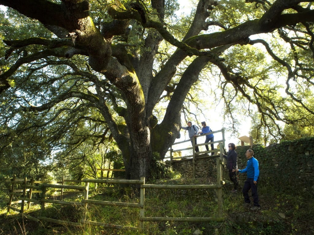 Tysiącletni dąb ostrolistny Lecina, Europejskie Drzewo Roku 2021, fot. treeoftheyear