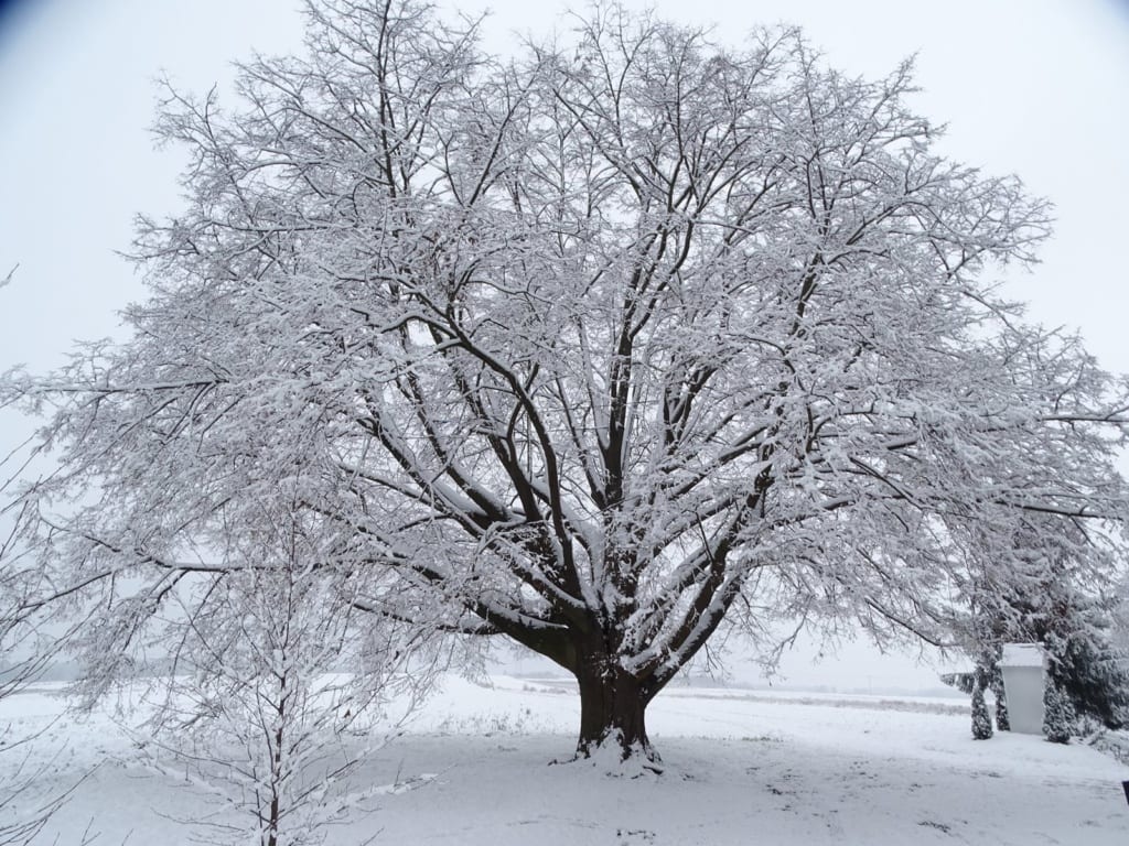 Lipa św. Jana Nepomucena, Polska, 5 miejsce, fot. treeoftheyear