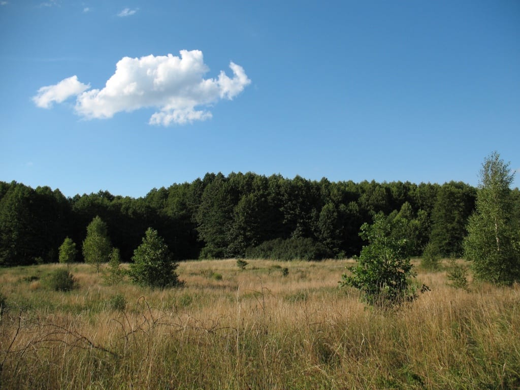 Puszcza Kampinoska, fot. Daark Pixabay
